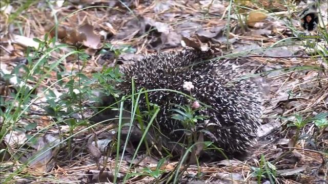 В гостях у Ежика (Полянка лаунж) (*)