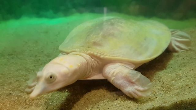 Florida Softshell turtle Clown, Apalone ferox смотреть онлайн