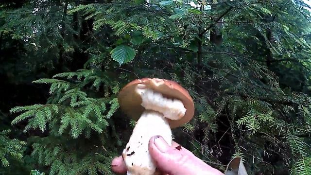 Помаленько починають рости Білі Гриби \ Little by little, White Mushrooms begin to grow смотреть онлайн