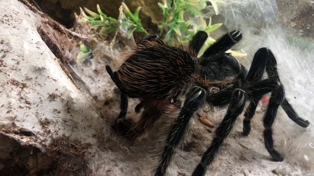 MY GIANT TARANTULA MOULTED - Lasiodora parahybana смотреть онлайн