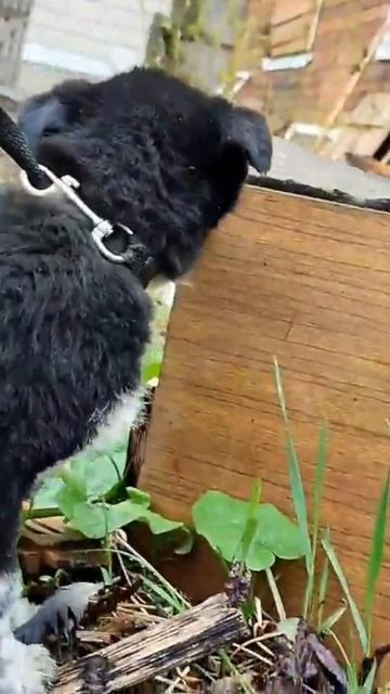 ищет дом щенок, девочка, 3 месяца, будет не крупная смотреть онлайн