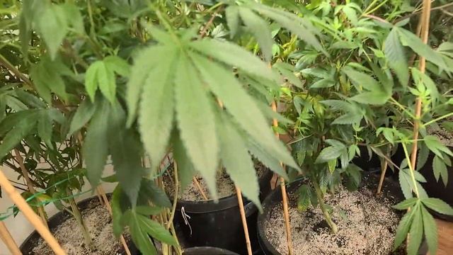 How to kill spider mites, thripes, fungus gnats and more ! ALL NATURAL BABY! PREDATORY MITES! (18+) смотреть онлайн