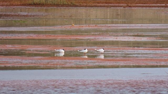 Малая чайка (Larus minutus) смотреть онлайн