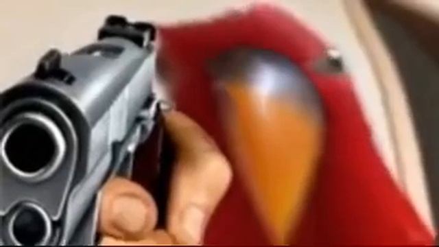 Попугай престрелил чела (жмых)