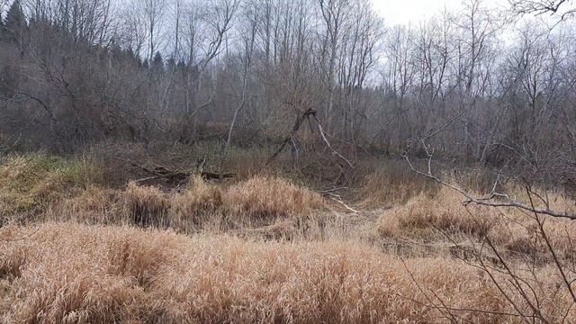 осень,утка смотреть онлайн
