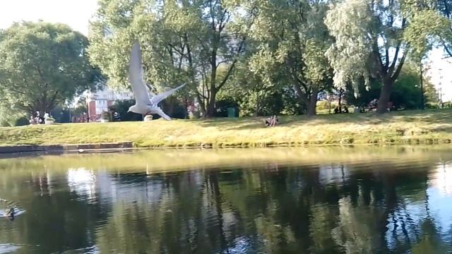 полярная чайка.парк Малиновка16.07.2023г.18°C. смотреть онлайн