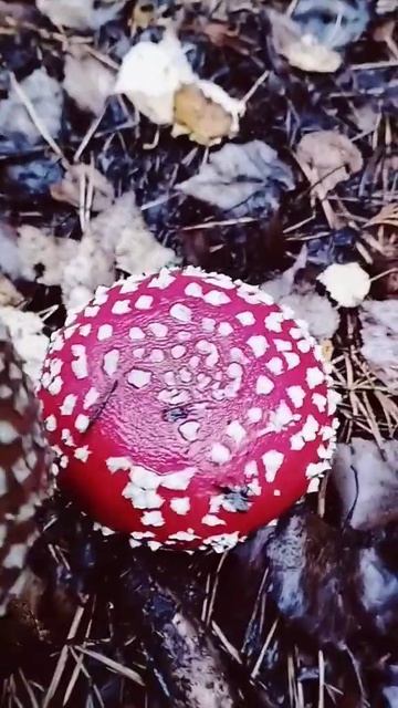 Королевский мухомор #amanita #мухомор #мухоморныймикродозинг #королевский