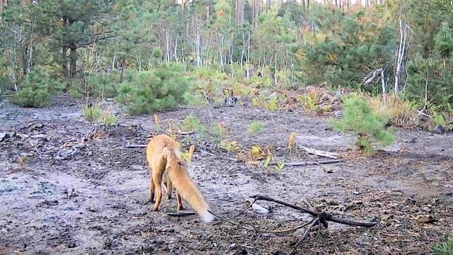 Foxes in a forest clearing. Badger. #animals #wildlife #documentary смотреть онлайн