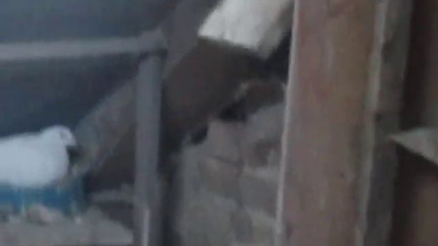 Будапештські високольотні голуби смотреть онлайн
