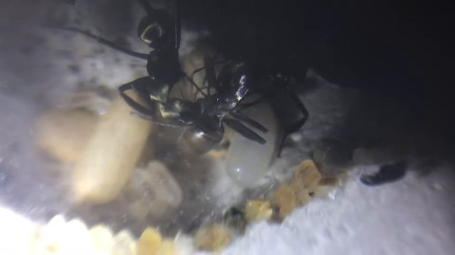 Nacimiento de Camponotus Sericeiventris смотреть онлайн