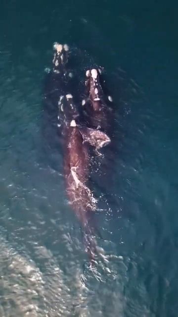 Why are these whales called killer whales? смотреть онлайн