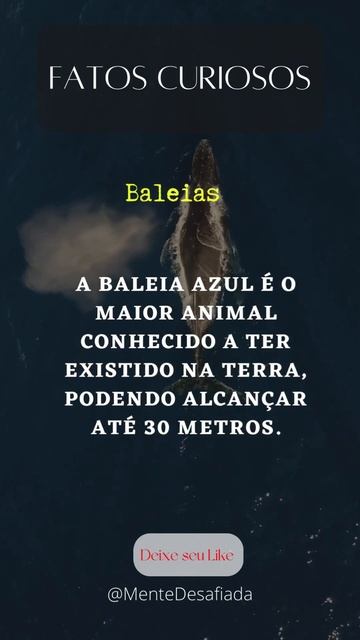 Baleias #curiosodemais #fatos #frases смотреть онлайн