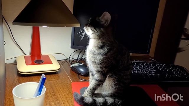 12 декабря 2023 г. Утро - все проснулись 🐈🐈⬛🐕 смотреть онлайн