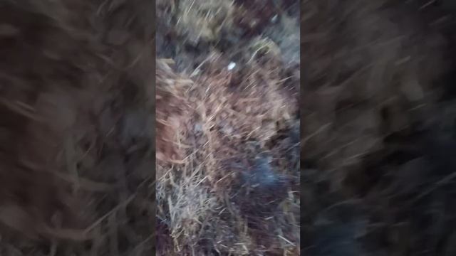 Кампост жасау.Коктемге дайындық