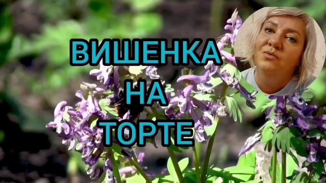 ХАЛЯВЩИЦЫ. ANYANASTYA LIFE. ОБЗОР.