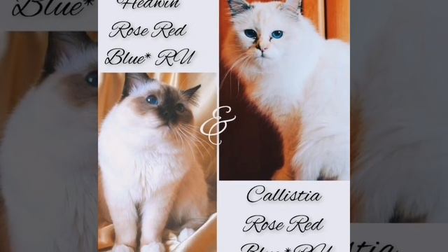 "Зимняя сказка", котята Священной бирмы litter Z смотреть онлайн