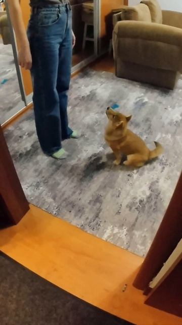 Сиба-ину, щенок 3 месяца. 🐶#послушание #дрессировка #щенок #щенки #dogs #dog #щеночек #сиба #сибаин смотреть онлайн