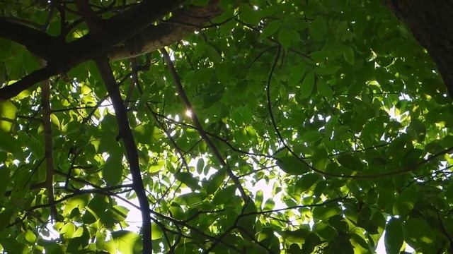 Михаил Пришвин Этажи леса смотреть онлайн