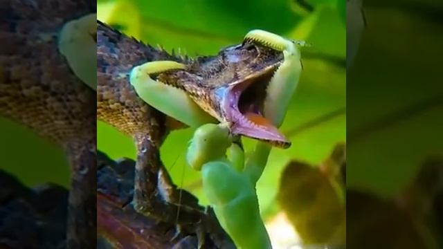 Про богомола продолжение смотреть онлайн