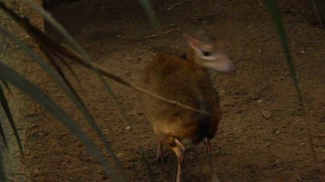 Ciervo ratón (Tragulus javanicus) смотреть онлайн