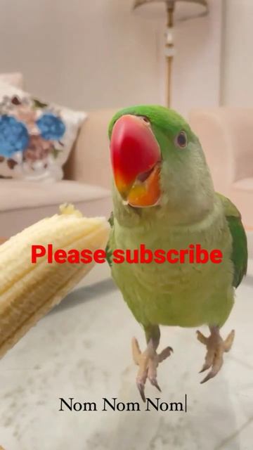 cute parrot#mitthu #viral смотреть онлайн