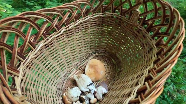 А гриби в лісі пішли у ріст! 21 червня 2023 року. смотреть онлайн