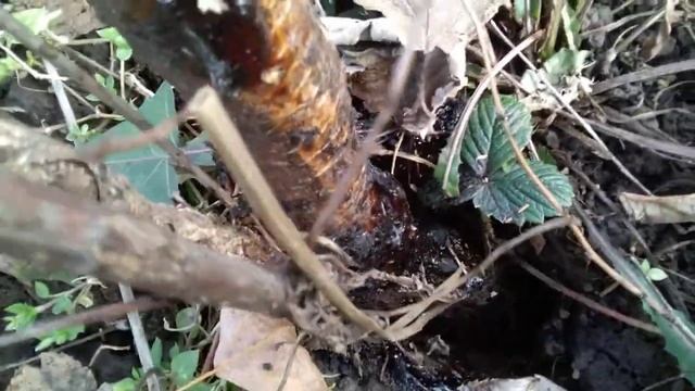 Прошу помощи,подсказки,что делать с абрикосом? смотреть онлайн