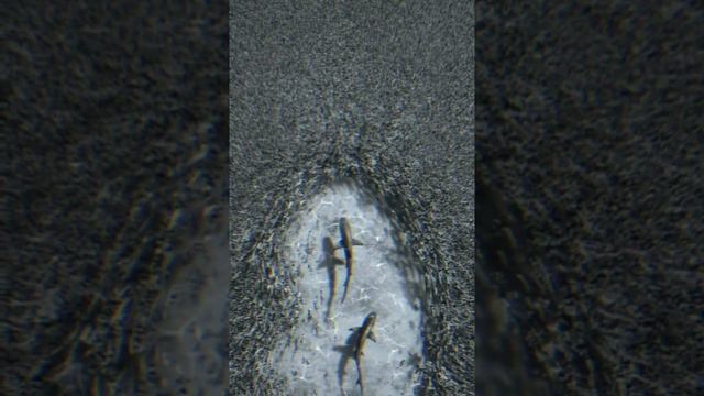 ◽capitao De Areia◽