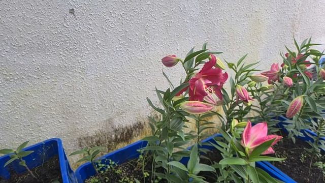 The Severed Garden by MycoSpring смотреть онлайн