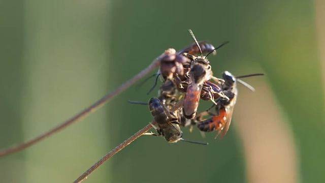 Wildbienenschlafplatz der Gewöhnlichen Schmalbiene (Lasioglossum calceatum) смотреть онлайн