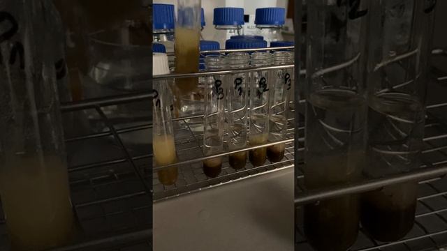 Polysaccharide Precipitation - Mushroom Extracts
