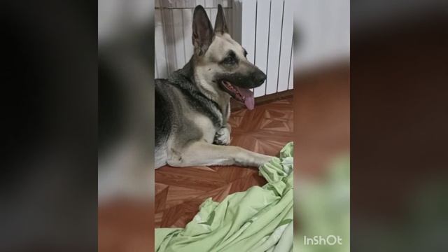 Роды у восточноевропейской овчарки смотреть онлайн