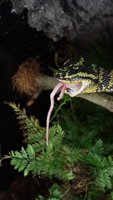 Female Temple Pit Viper Downs Her Weekly Meal! #wildlife #viper #pitviper #venom смотреть онлайн