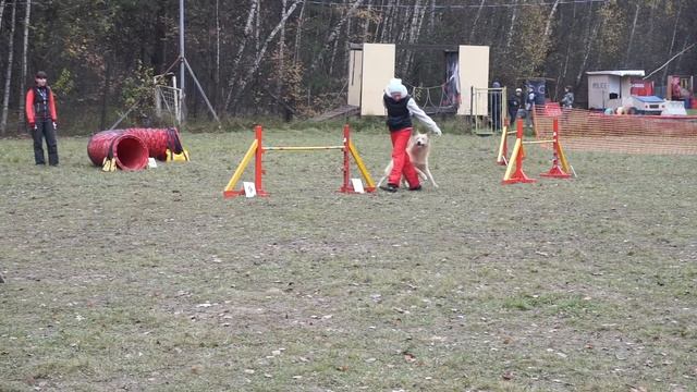 Аджилити. Кубок КЦ Ясенево 22.10. 2016 смотреть онлайн