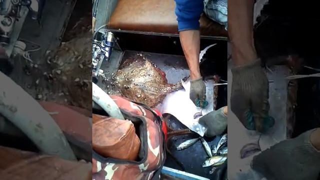 Поимка ската смотреть онлайн