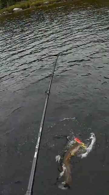 Fishing for Big Northern Pike with Big Rubber! #Shorts смотреть онлайн