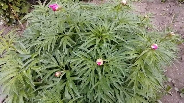 Про дождь и пенье птиц! Весна в разгаре, все цветёт! смотреть онлайн