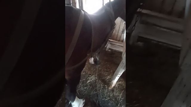 Определяем жеребость кобылы по замерам.Итог. смотреть онлайн