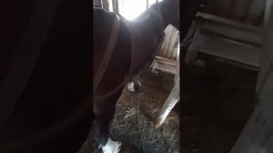 Определяем жеребость кобылы по замерам.Итог.