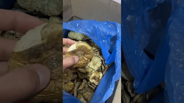 Первый мешочек пантеры из Сибири! смотреть онлайн