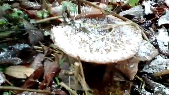 ПЕРВЫЙ СНЕГ в ТВЕРИ 26.10.2018 смотреть онлайн