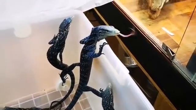 Most rear and intelligent lizards. Monitors #varanus macraei the blue tree monitors #lizards смотреть онлайн
