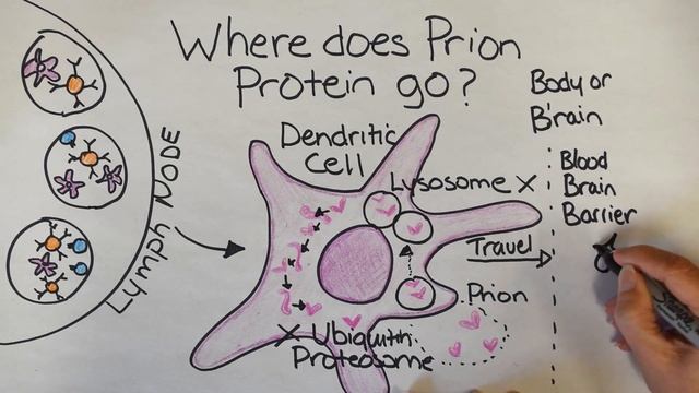 Prion Disease | How does Prion Disease Happen смотреть онлайн