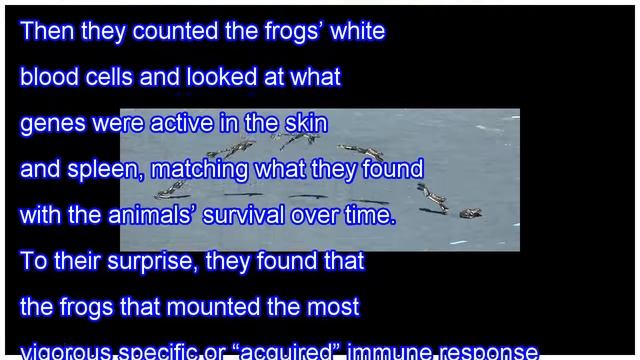 Sometimes, it’s better not to fight the frog-killing fungus смотреть онлайн