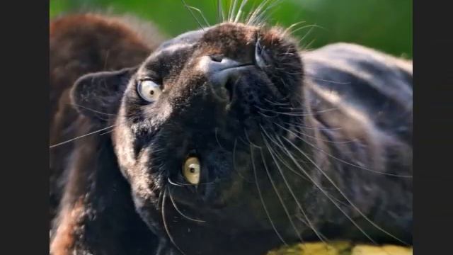 чёрная пантера смотреть онлайн