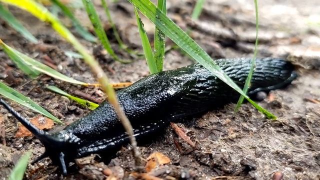 Schwarze Wegschnecke смотреть онлайн