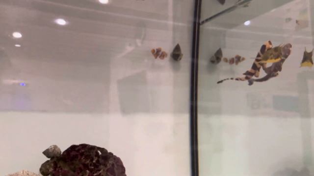 Часть 2. Голодные акулы в поисках пищи смотреть онлайн