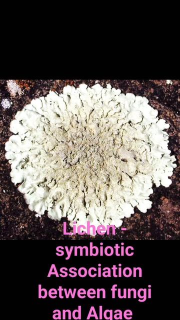 Lichen ( Symbiotic Association Between Algae And Fungi) # Please Subscribe For More Science Video ☺