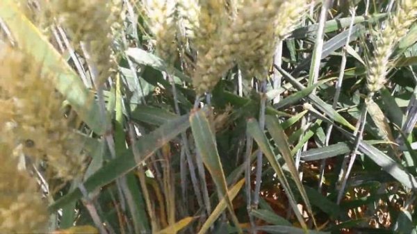 Herefordshire Innovation Centre Update: Winter Wheat Fungicide Treatment Interactions #1