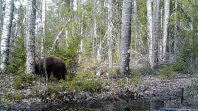 Встреча в лесу смотреть онлайн